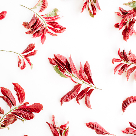 red branches pattern on white background. flat lay.の写真素材