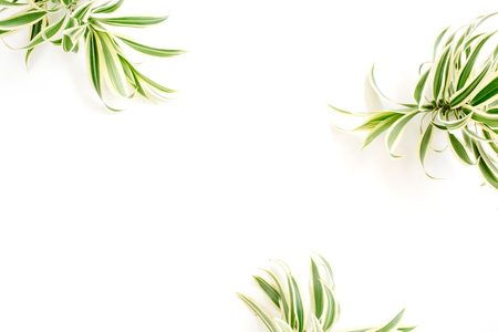 exotic green leaves frame on white background. flat lay.の写真素材