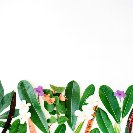 red and green leaf pattern on white background. flat lay headerの写真素材