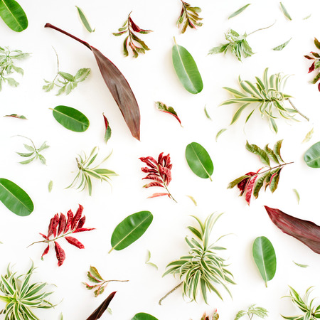 red and green petals and leaf pattern on white background. flat lay.の写真素材