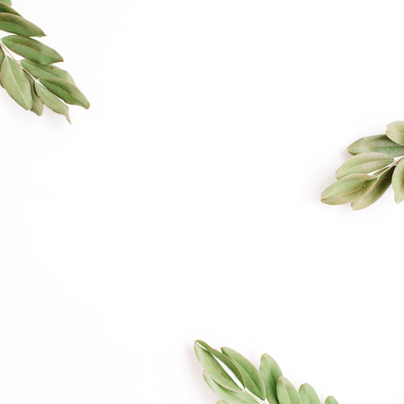 green branches isolated on white background. flat lay, top viewの写真素材