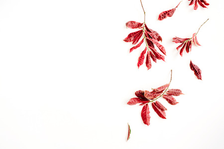 red leaves on white background. flat lay.の写真素材