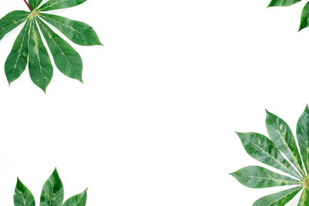 green palm branches frame on white background. flat lay, top viewの写真素材