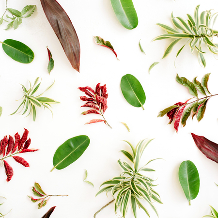 red and green petals and leaf pattern on white background. flat lay.の写真素材