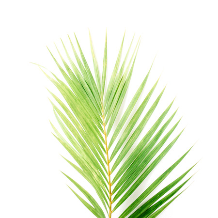 palm branch isolated on white background. flat lay, top viewの写真素材