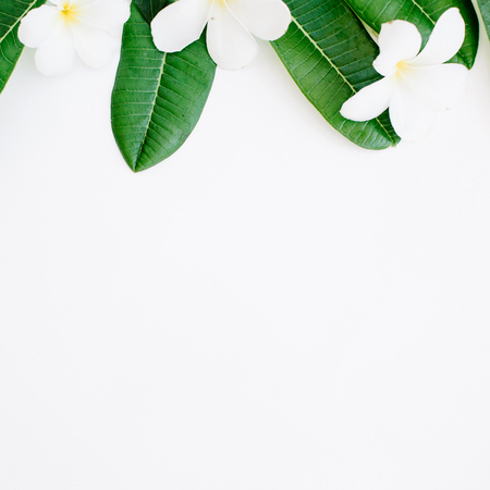 green leaf pattern on white background. flat lay headerの写真素材