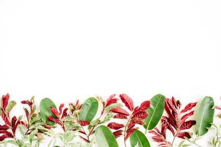 red and green leaf pattern on white background. flat lay headerの写真素材