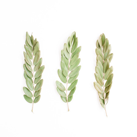 green branches isolated on white background. flat lay, top viewの写真素材