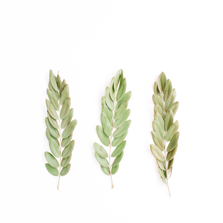 green branches isolated on white background. flat lay, top viewの写真素材
