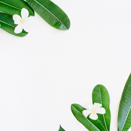 green leaf on white background. flat layの写真素材