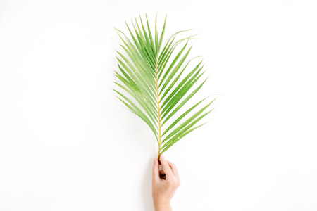 beautiful palm branch in girl's hand isolated on white background. flat lay, top viewの写真素材