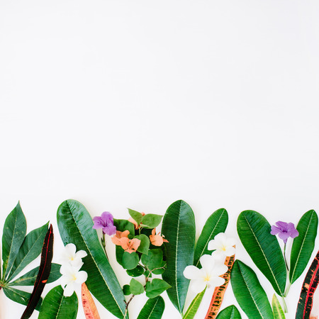 red and green leaf pattern on white background. flat lay headerの写真素材
