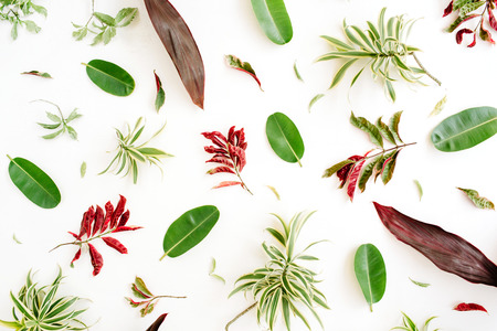 red and green petals and leaf pattern on white background. flat lay.の写真素材