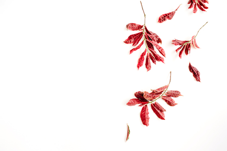 red leaves on white background. flat lay.の写真素材