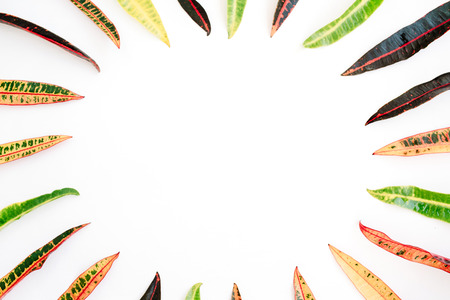topical exotic colored leaf frame on white background. flat lay, top viewの写真素材