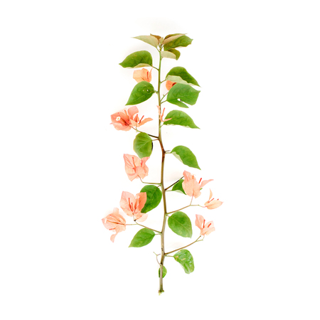 exotic tropical branch with flowers isolated on white background. Flat lay, top viewの写真素材