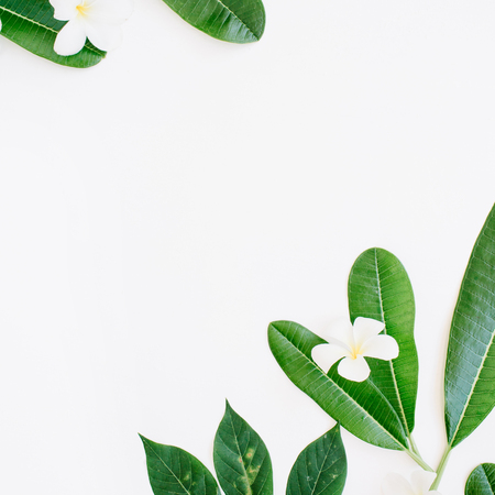 green leaf on white background. flat layの写真素材