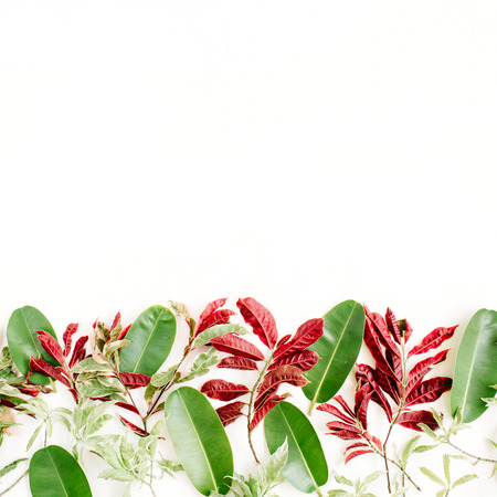 red and green leaf pattern on white background. flat lay headerの写真素材