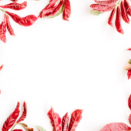 red leaves frame on white background. flat lay.の写真素材