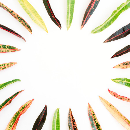 topical exotic colored leaf frame on white background. flat lay, top viewの写真素材