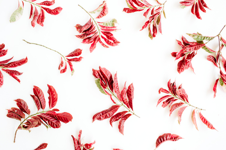 red branches pattern on white background. flat lay.の写真素材