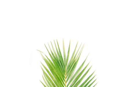 palm branch isolated on white background. flat lay, top viewの写真素材