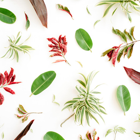 red and green petals and leaf pattern on white background. flat lay.の写真素材