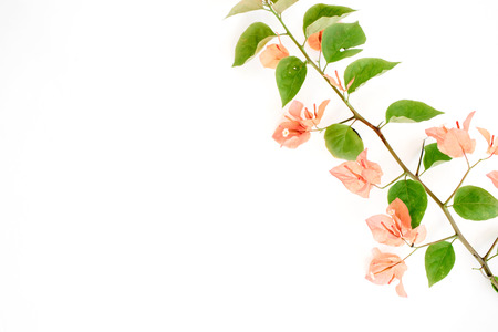 exotic tropical branch with flowers isolated on white background. Flat lay, top viewの写真素材