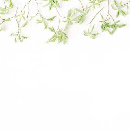 green leaf pattern on white background. flat lay headerの写真素材