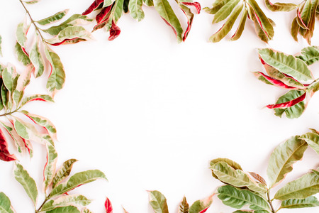 red and green leaves frame on white background. flat lay.の写真素材