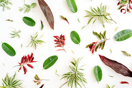 red and green petals and leaf pattern on white background. flat lay.の写真素材