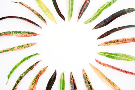 topical exotic colored leaf frame on white background. flat lay, top viewの写真素材