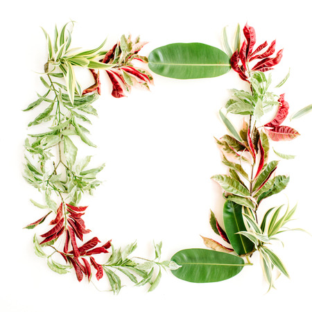 red and green petals and leaf frame on white background. flat lay.の写真素材