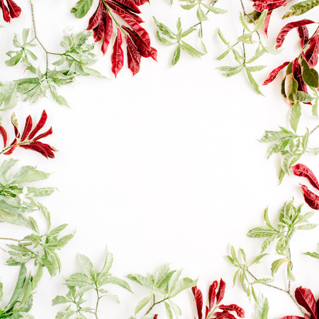 red and green leaves frame on white background. flat lay.の写真素材