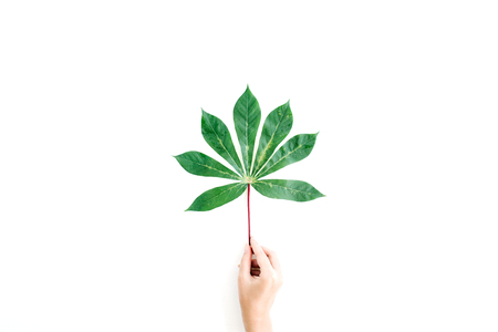 exotic tropical palm branch in girl's hands on white background. flat lay, top view conceptの写真素材