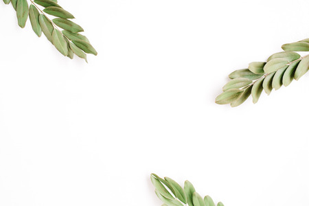 green branches isolated on white background. flat lay, top viewの写真素材
