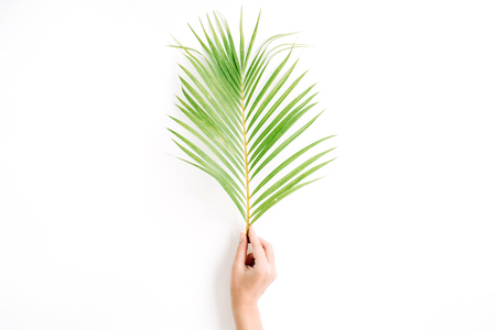 beautiful palm branch in girl's hand isolated on white background. flat lay, top viewの写真素材