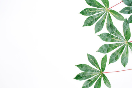 green palm branches on white background. flat lay, top viewの写真素材