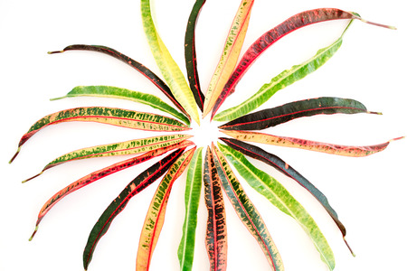 topical exotic colored leaf on white background. flat lay, top viewの写真素材