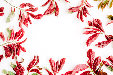 red leaves frame on white background. flat lay.の写真素材