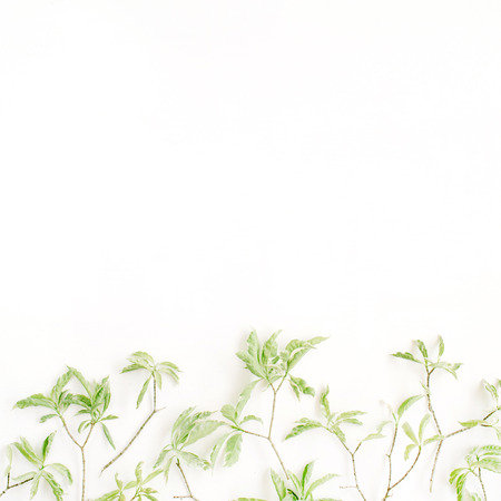 green leaf pattern on white background. flat lay headerの写真素材
