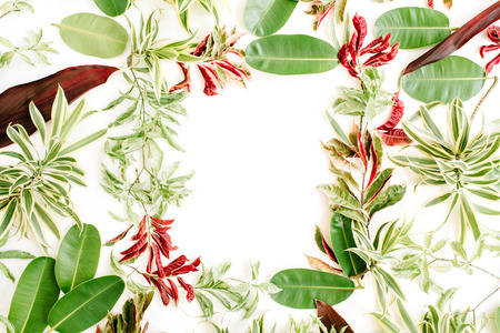 red and green petals and leaf frame on white background. flat lay.の写真素材