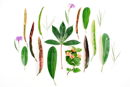red and green petal pattern on white background. flat lay.の写真素材