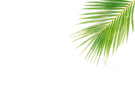 palm branch isolated on white background. flat lay, top viewの写真素材