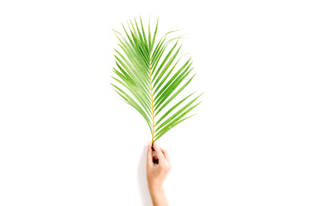 beautiful palm branch in girl's hand isolated on white background. flat lay, top viewの写真素材