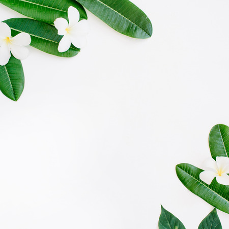topical exotic colored leaf frame on white background. flat lay, top viewの写真素材