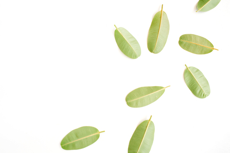 green leaves on white background. flat lay.の写真素材