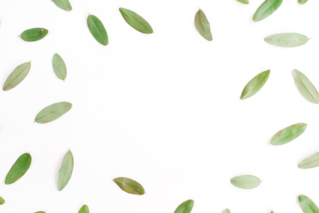 frame with green petals isolated on white background. flat lay, top viewの写真素材