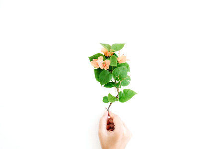 exotic tropical bouquet in girl's hands on white background. flat lay, top view conceptの写真素材