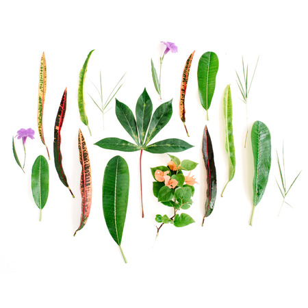 red and green petal pattern on white background. flat lay.の写真素材